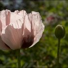 Mohn im Licht