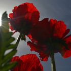 Mohn im Licht