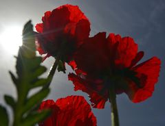 Mohn im Licht