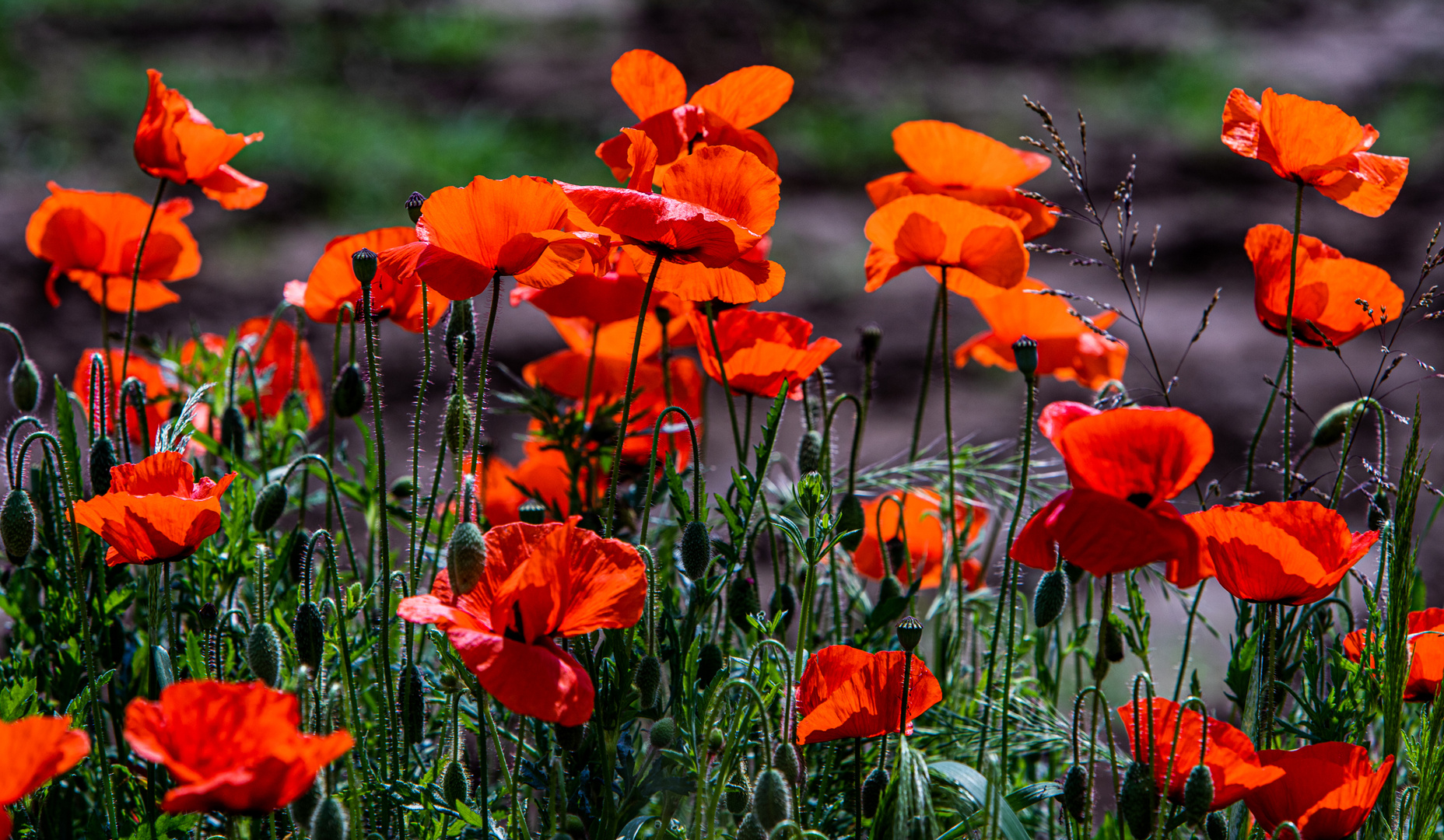 Mohn im Licht