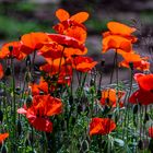 Mohn im Licht