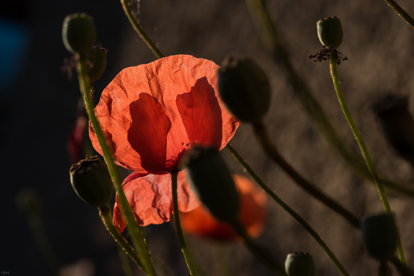 Mohn im Licht