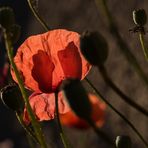 Mohn im Licht