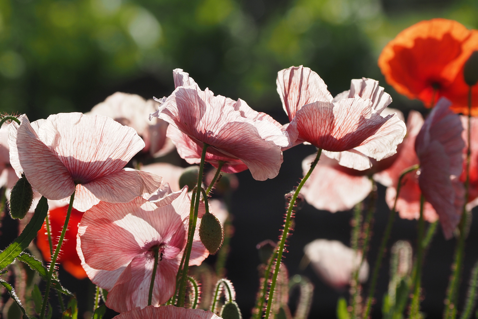 mohn im licht