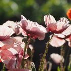 mohn im licht