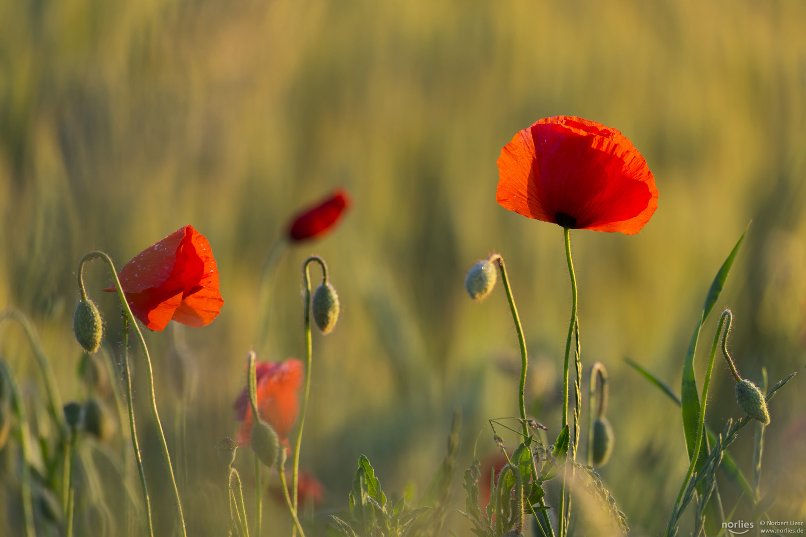 Mohn im Licht