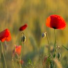 Mohn im Licht