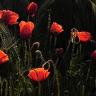 Mohn im Licht der Morgensonne