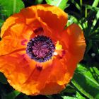 Mohn im Licht der Morgensonne ...