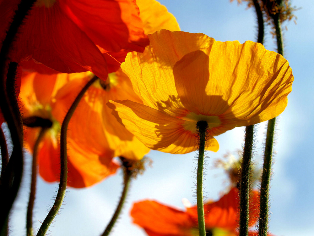 Mohn im Licht der Sonne