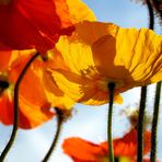 Mohn im Licht der Sonne