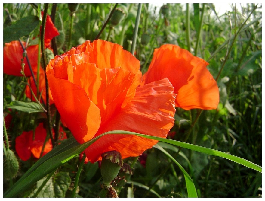 Mohn im Licht im Mohn