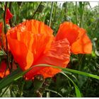 Mohn im Licht im Mohn