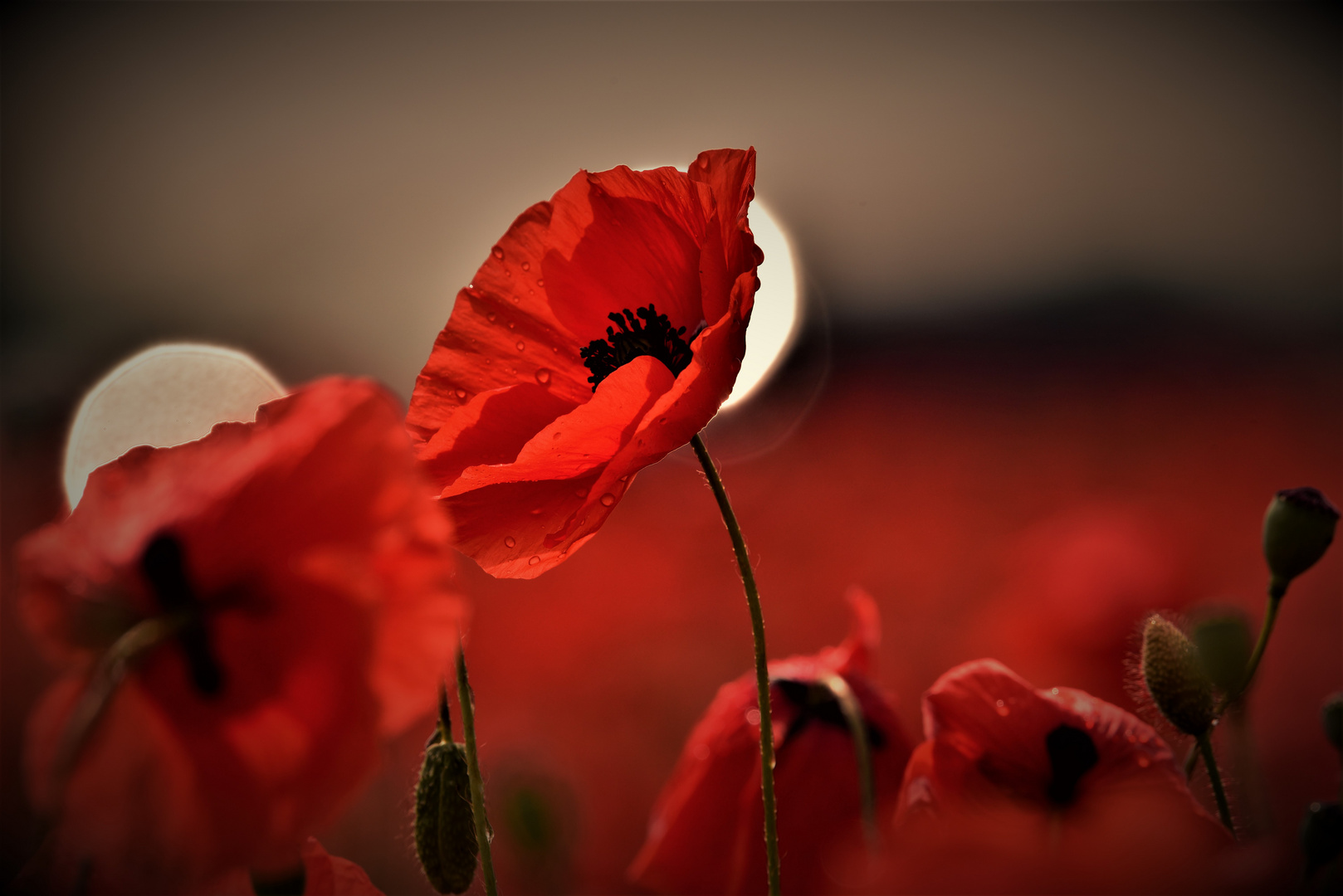 Mohn im Lichtkegel