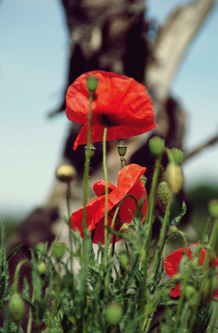 Mohn im Mai.