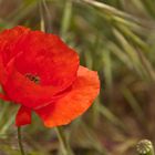 Mohn im Mai (2)