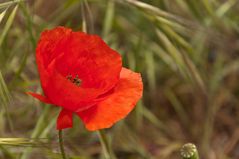 Mohn im Mai (2)