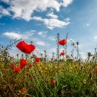 Mohn im Mai