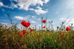 Mohn im Mai