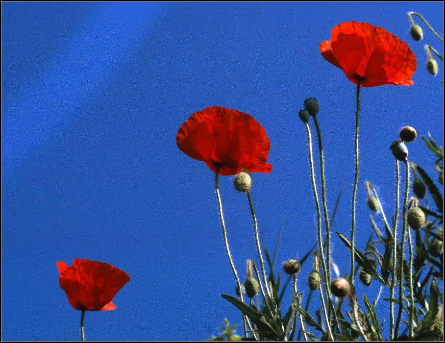 Mohn im Mai