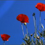 Mohn im Mai