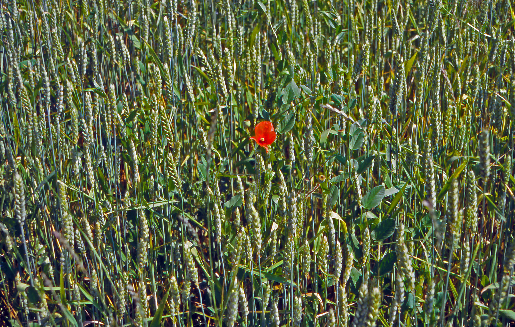 Mohn im Mittelpunkt