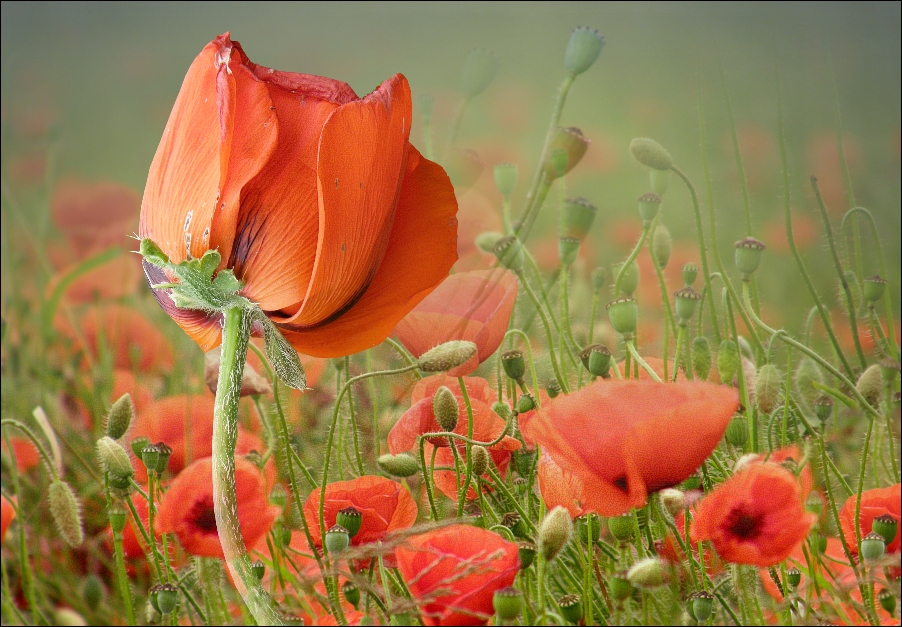 mohn im mohn...