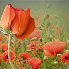 mohn im mohn...