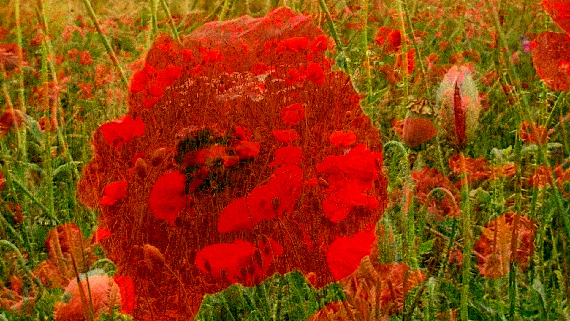 Mohn im Mohnfeld