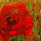 Mohn im Mohnfeld