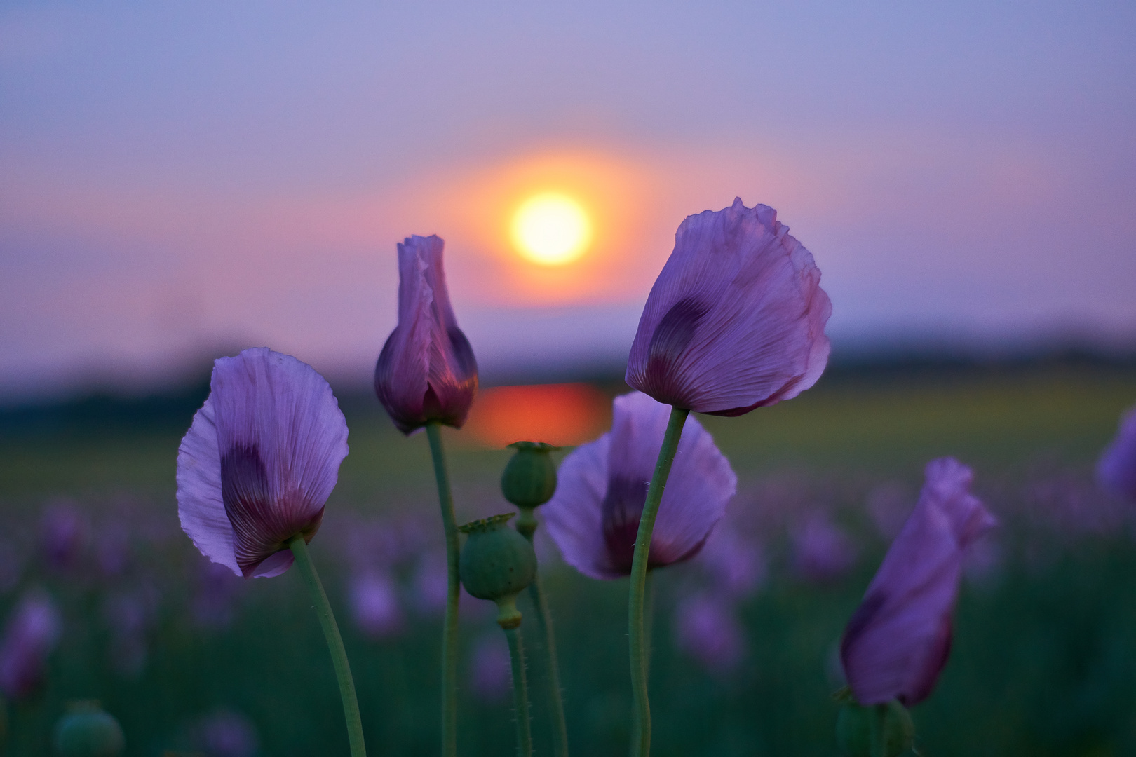 Mohn im Mondschein