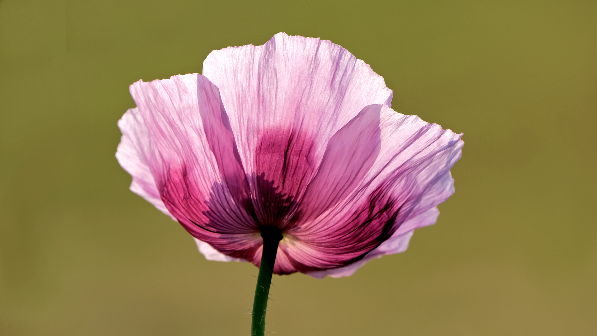 Mohn im morgendlichen Gegenlicht