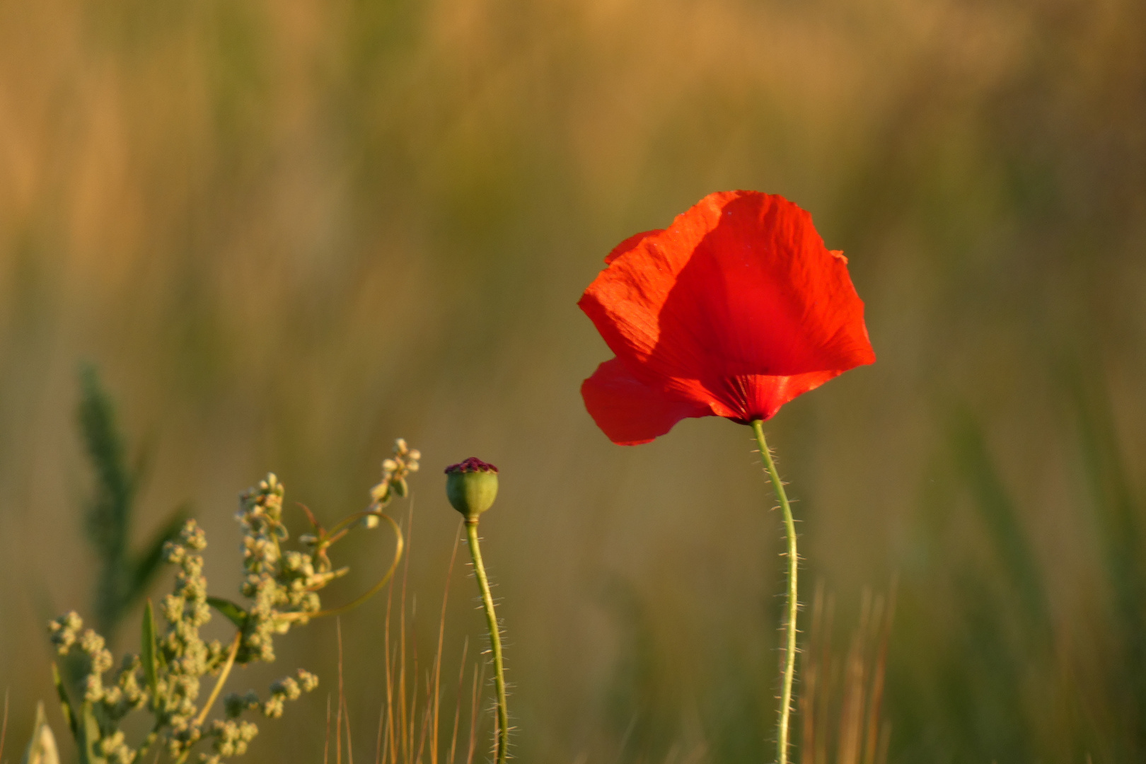 Mohn im Morgenlicht