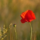 Mohn im Morgenlicht