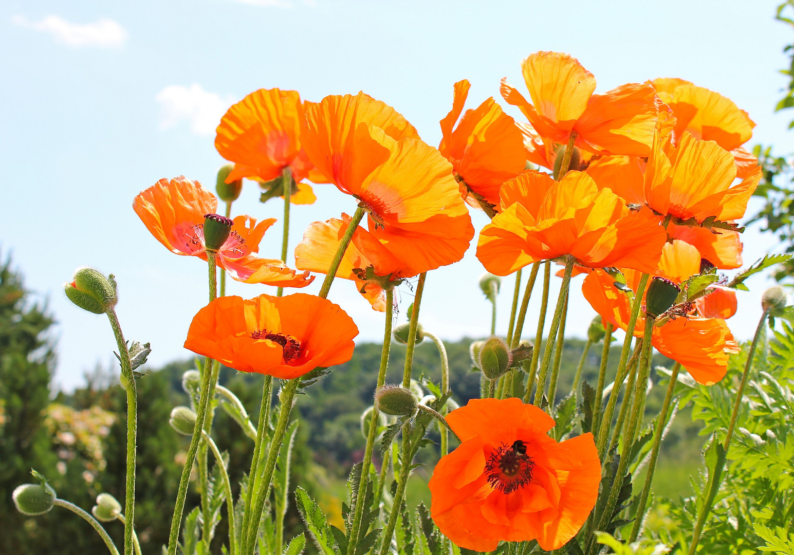 Mohn im Morgenlicht