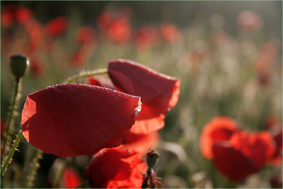 mohn im morgenlicht 3