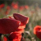 mohn im morgenlicht 3