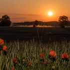 Mohn im Morgenlicht