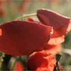 mohn im morgenlicht