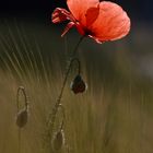 Mohn Im Morgenlicht