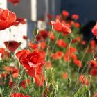 Mohn im Morgenlicht