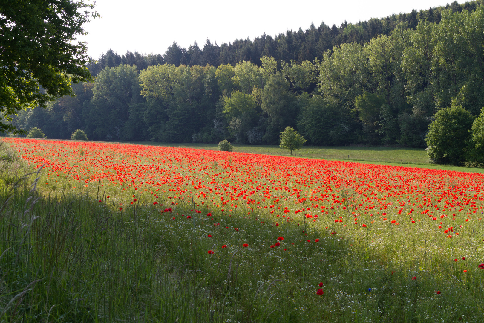 Mohn im Morgenlicht