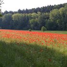 Mohn im Morgenlicht