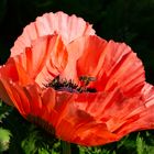 Mohn im Morgenlicht - Flugverkehr