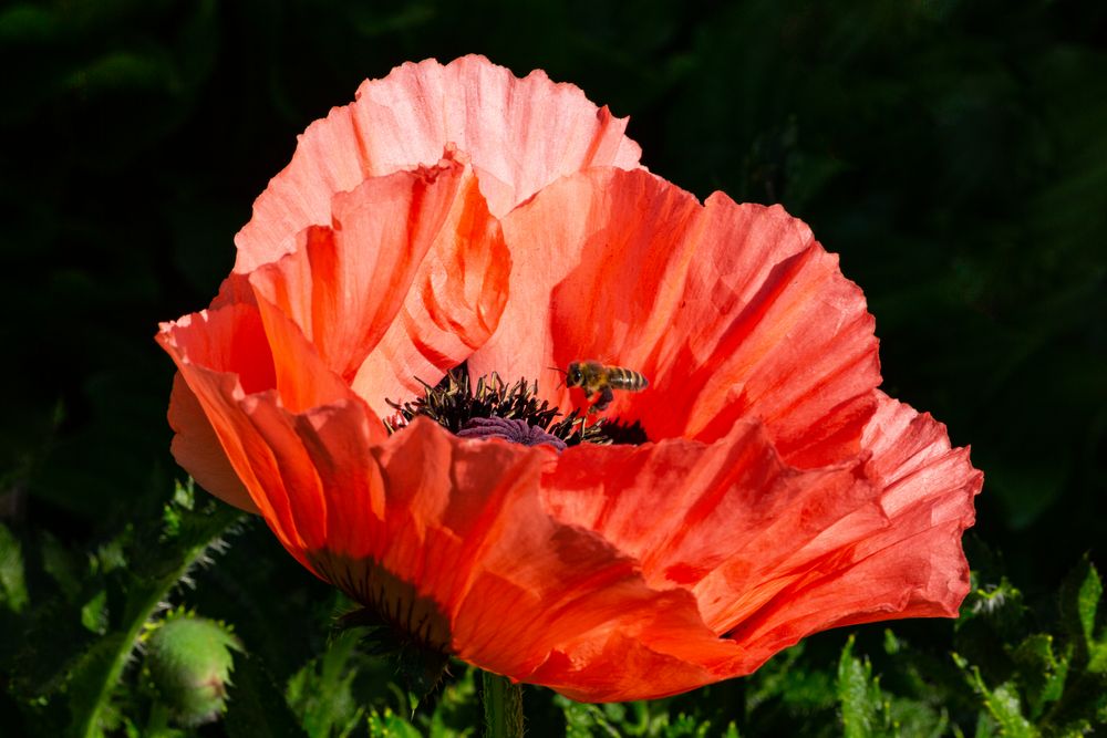 Mohn im Morgenlicht - Flugverkehr