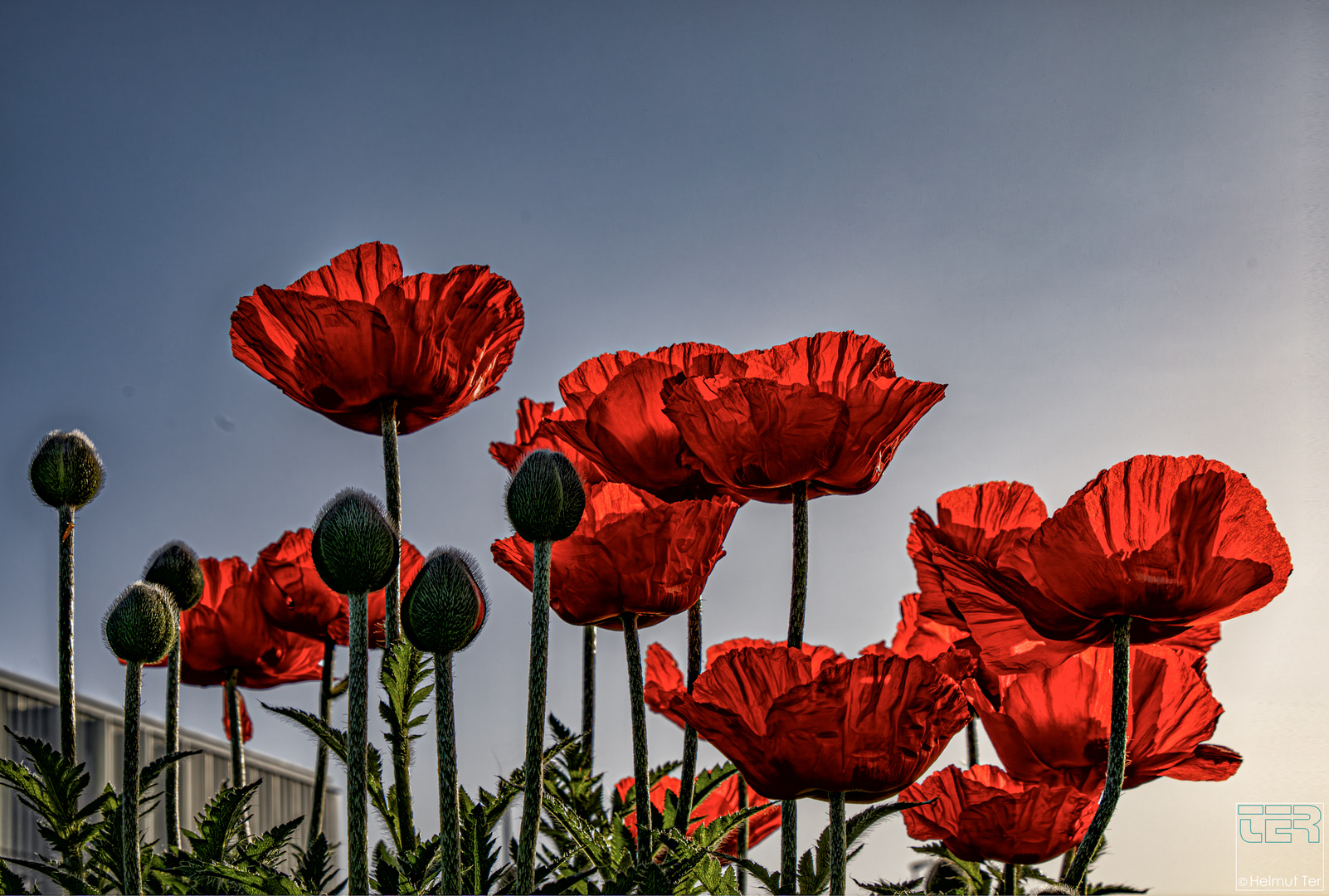 Mohn im Morgenlicht I