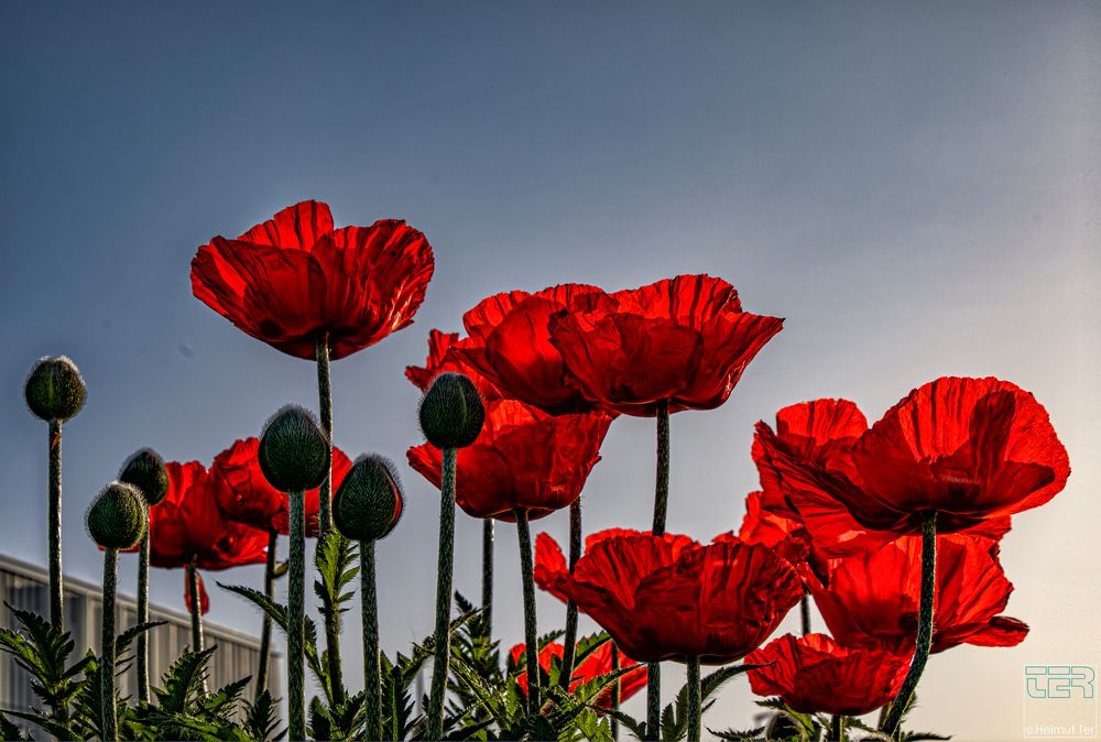 Mohn im Morgenlicht I