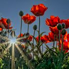 Mohn im Morgenlicht II