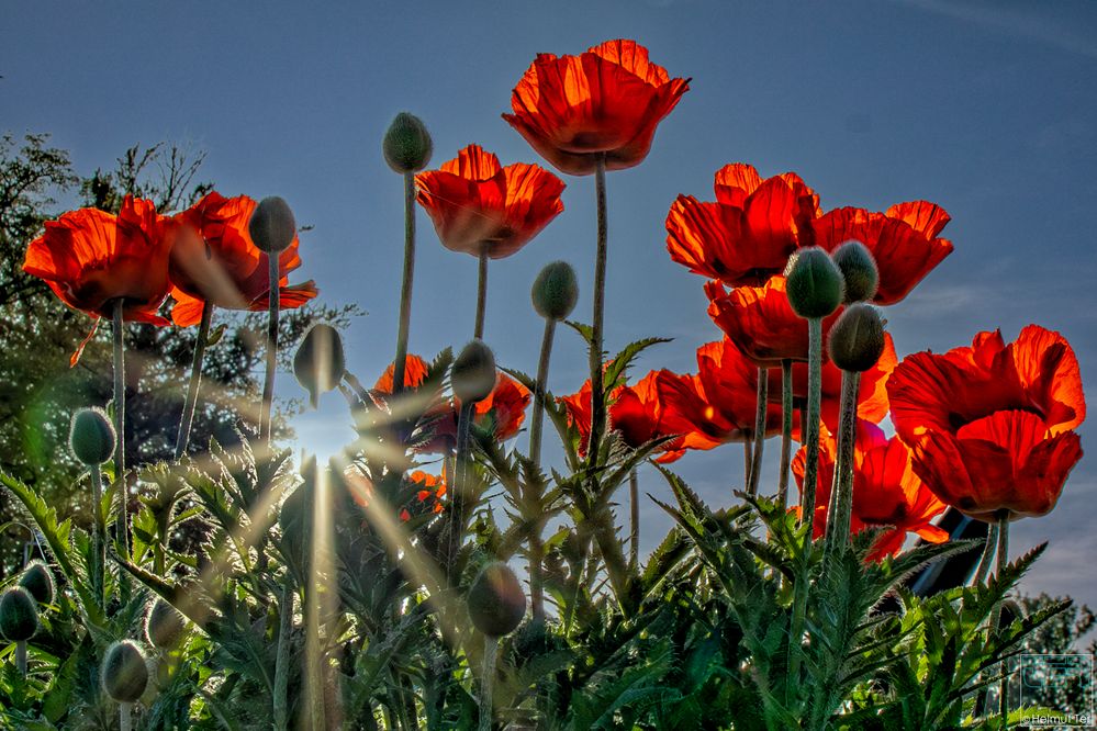 Mohn im Morgenlicht II