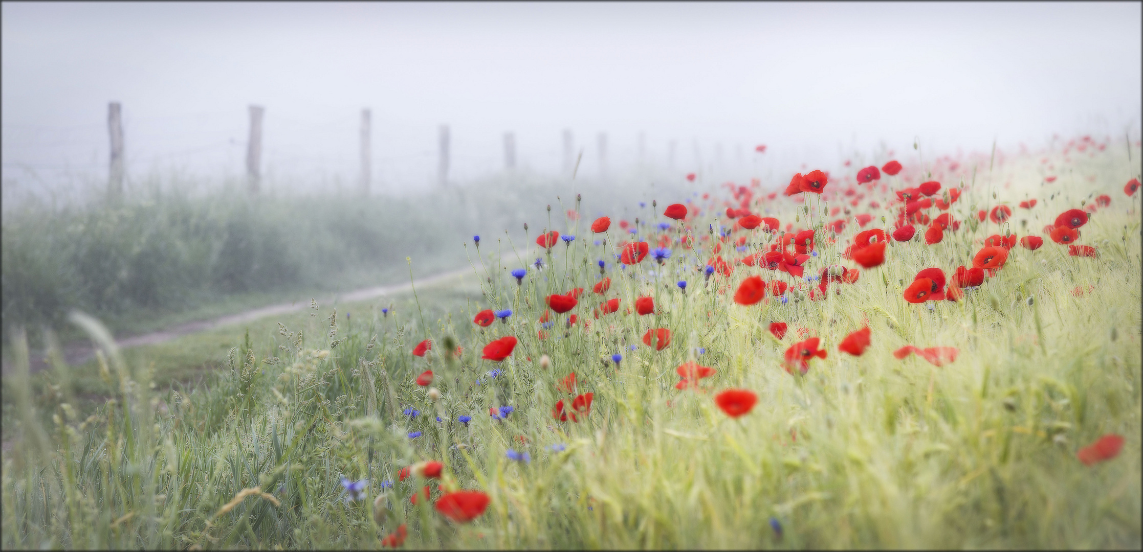 Mohn im Morgennebel...